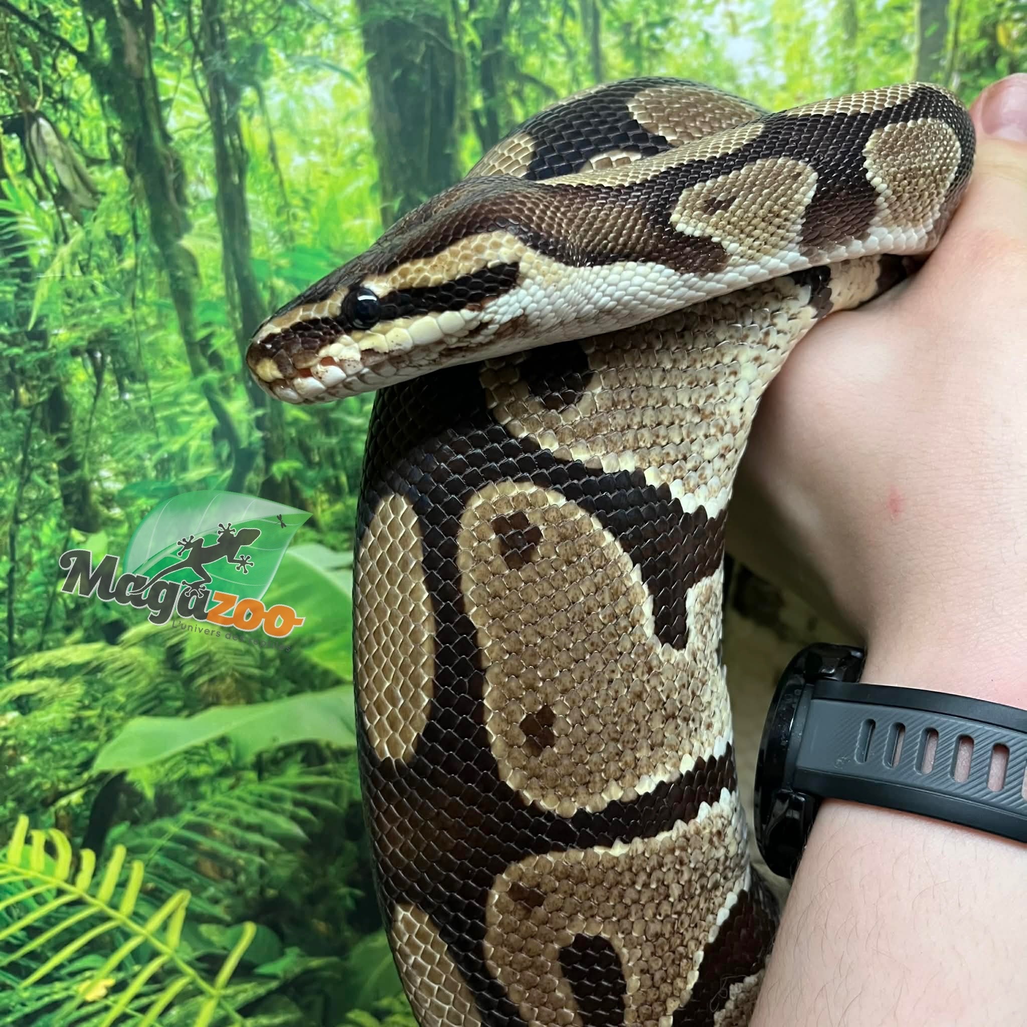 Magazoo Female Regular Ball python 20 years old / 2nd chance - Adoption