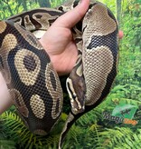 Magazoo Female Regular Ball python 20 years old / 2nd chance - Adoption