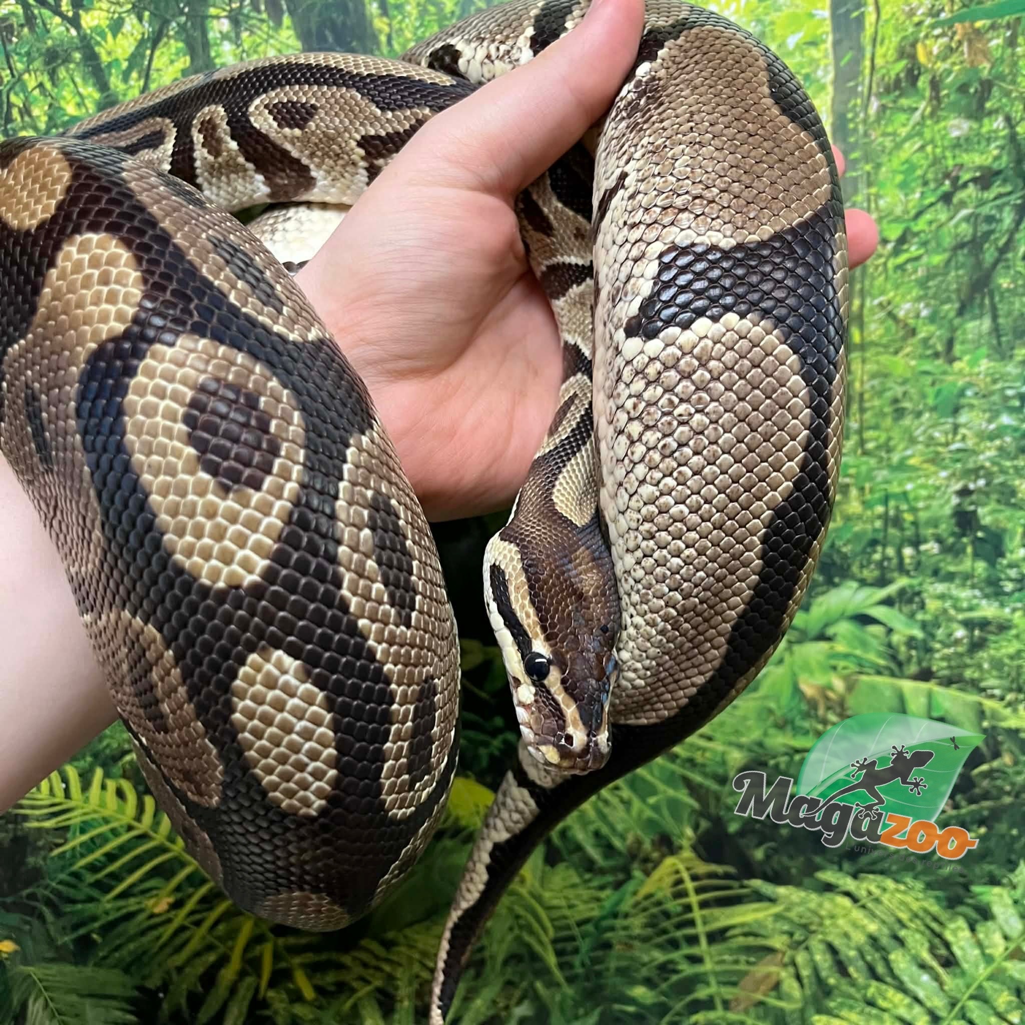 Magazoo Female Regular Ball python 20 years old / 2nd chance - Adoption