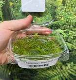 Magazoo Plante Aquatique - Pearl weed