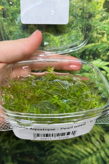 Magazoo Aquatic Plant - Pearl weed