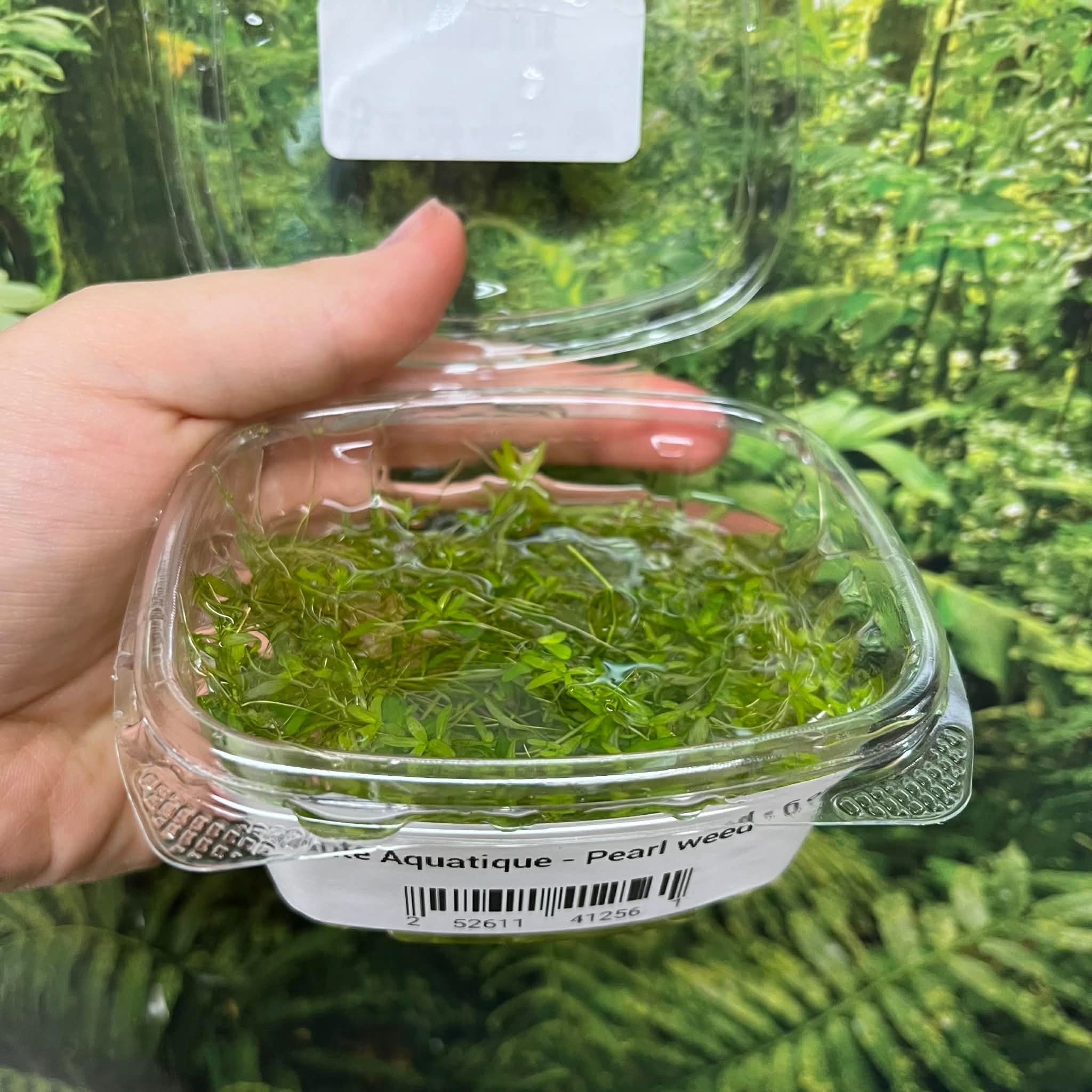 Magazoo Aquatic Plant - Pearl weed