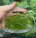 Magazoo Plante Aquatique - Pearl weed