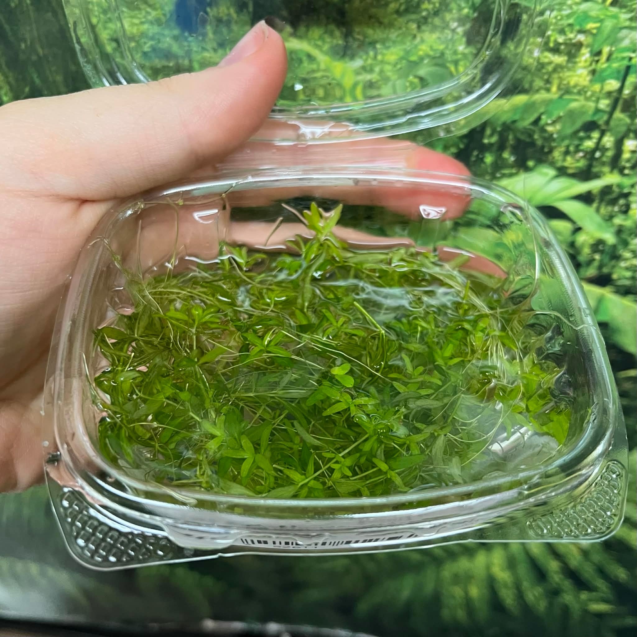 Magazoo Aquatic Plant - Pearl weed