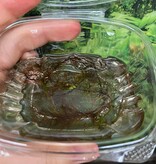 Magazoo Aquatic Plant - Red Watermilfoi