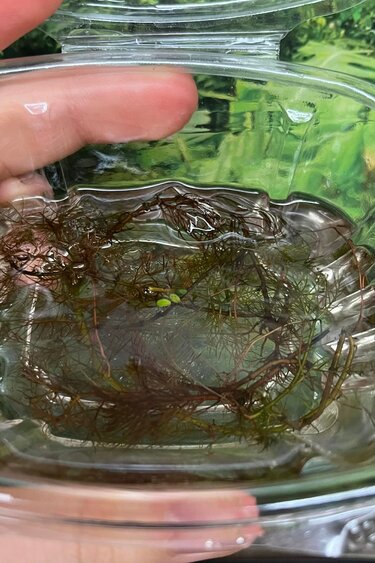 Magazoo Plante Aquatique - Red Watermilfoi