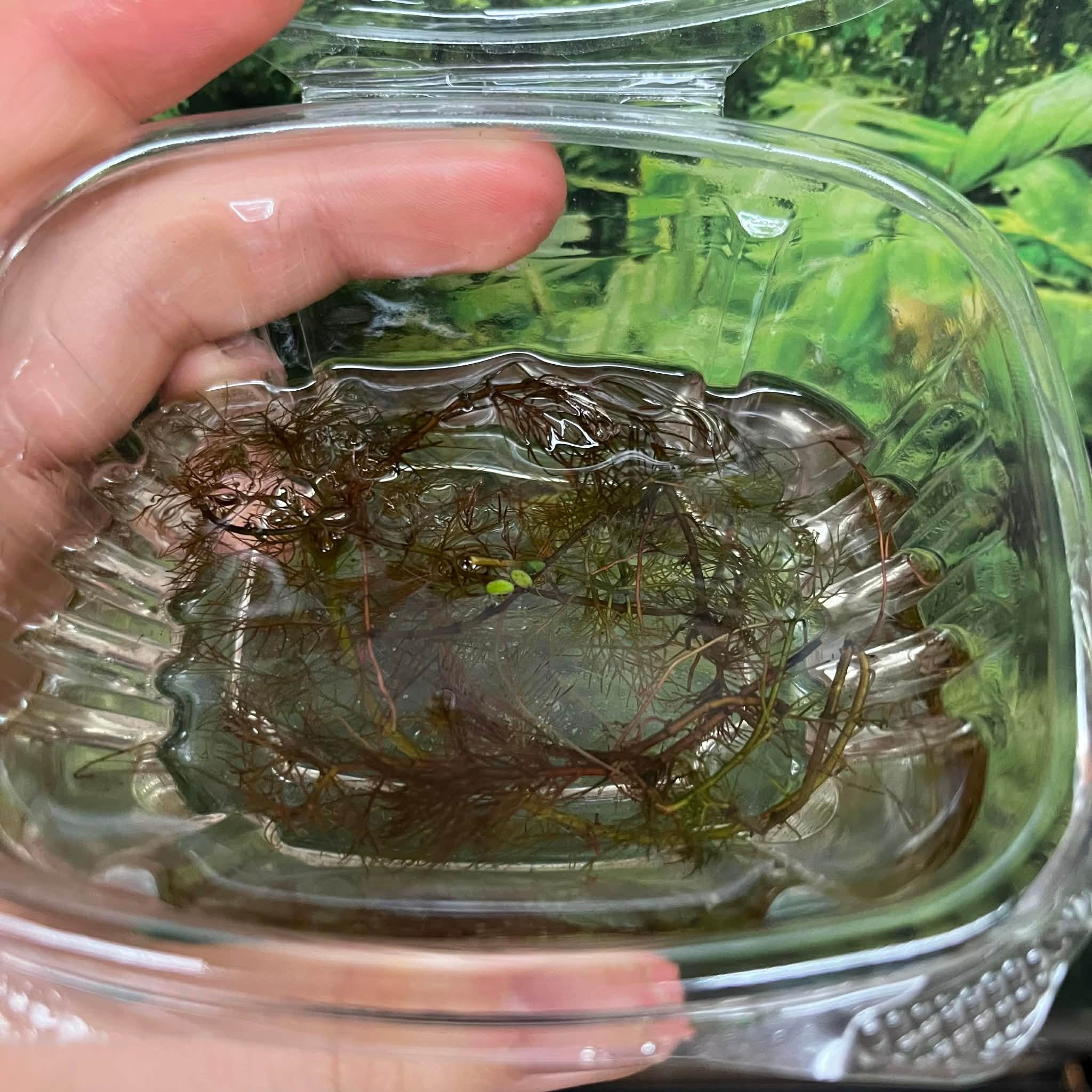 Magazoo Aquatic Plant - Red Watermilfoi