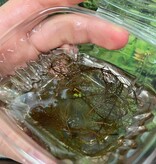 Magazoo Plante Aquatique - Red Watermilfoi