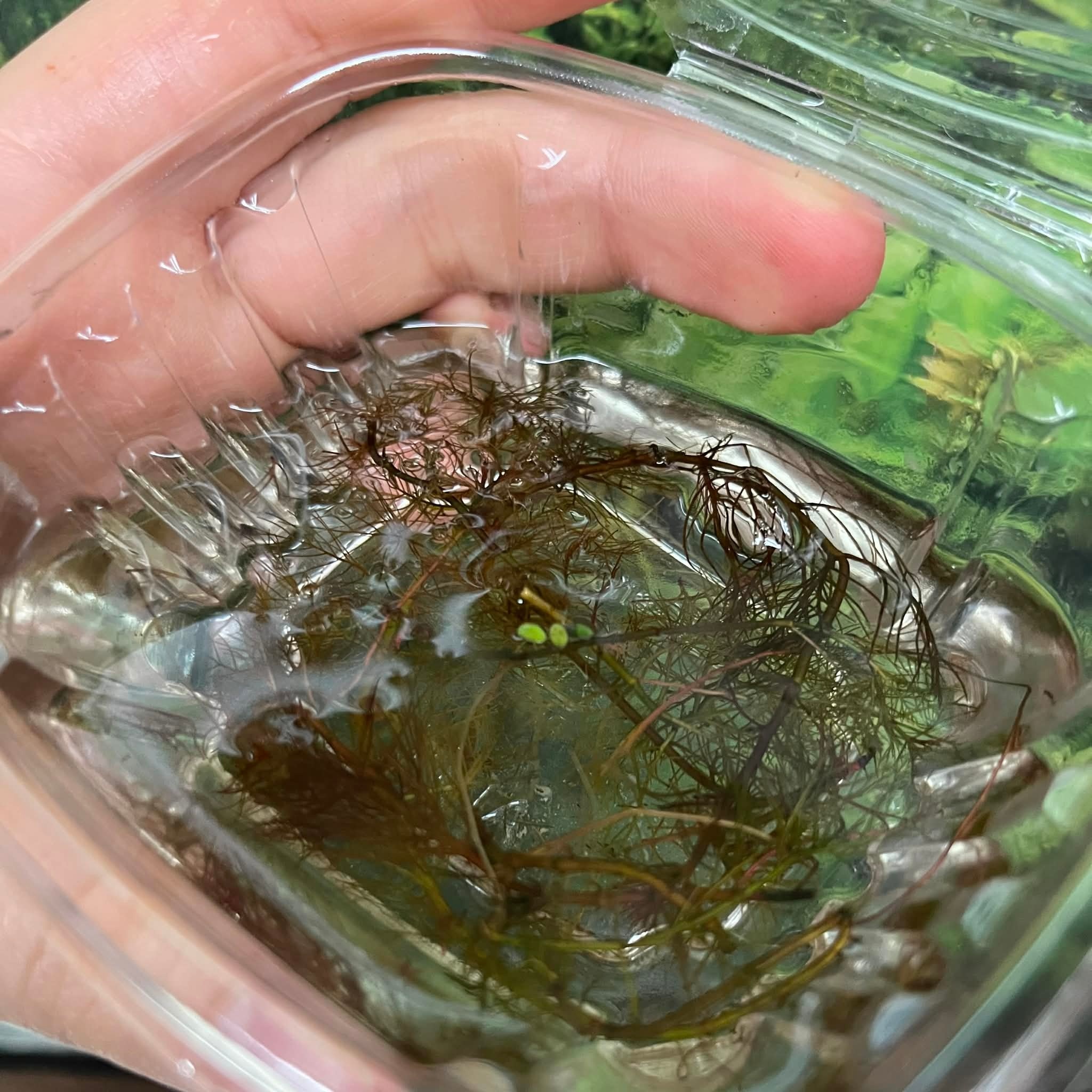 Magazoo Aquatic Plant - Red Watermilfoi