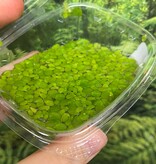 Magazoo Floating Plant - Giant Duckweed