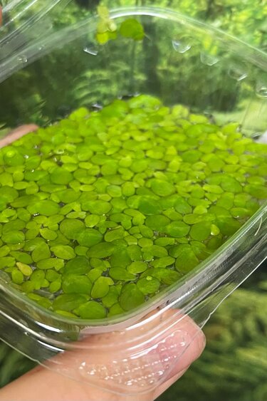 Magazoo Plante Flottante - Lentilles D'eau Géantes