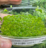 Magazoo Plante Flottante - Lentilles D'eau Géantes