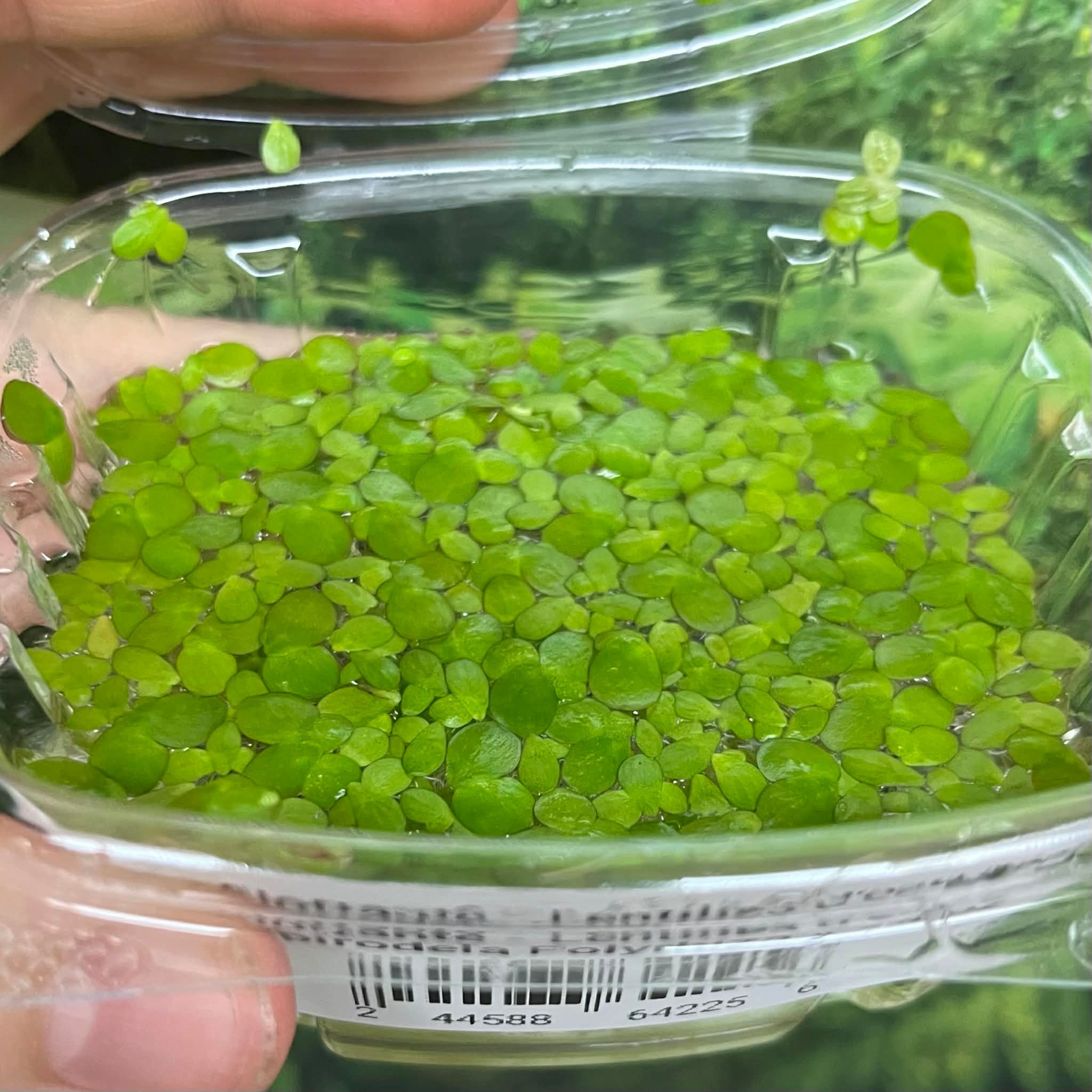 Magazoo Plante Flottante - Lentilles D'eau Géantes