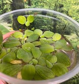 Magazoo Floating Plant - Water Lettuce