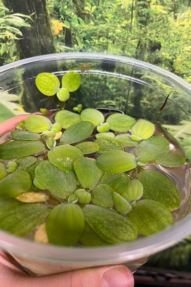 Magazoo Plante Flottante - Laitue d'eau