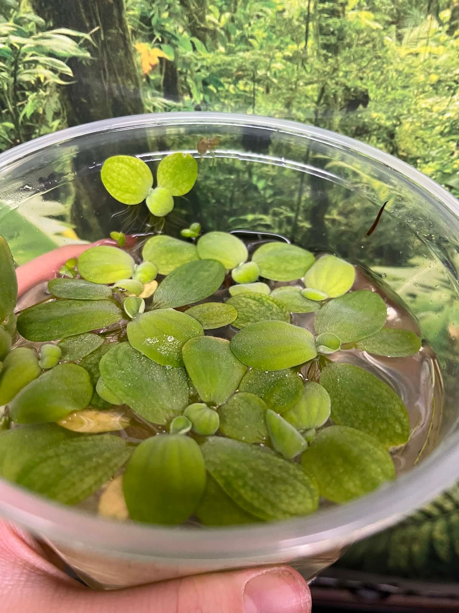 Magazoo Floating Plant - Water Lettuce