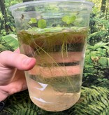 Magazoo Floating Plant - Water Lettuce