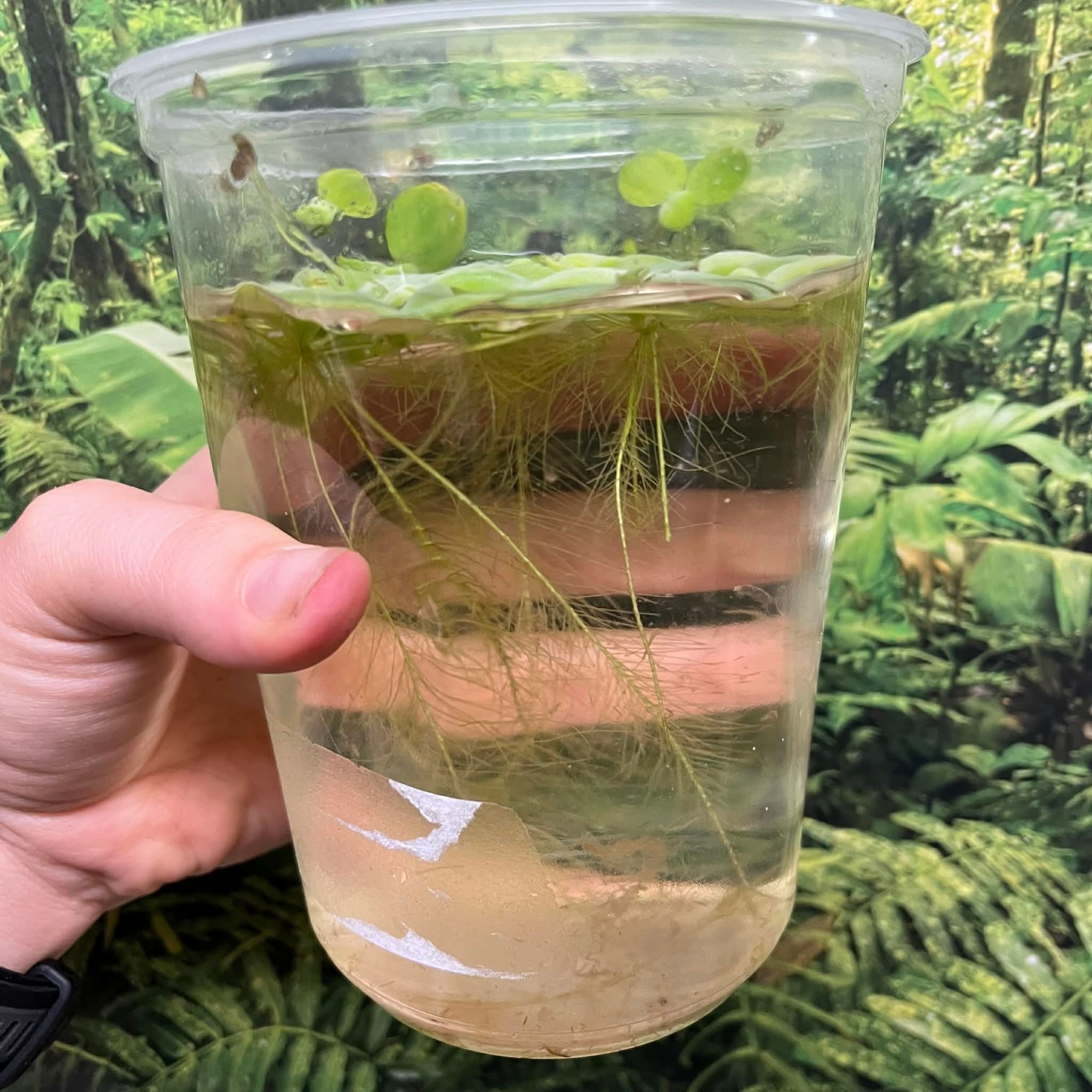 Magazoo Floating Plant - Water Lettuce