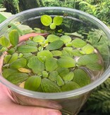 Magazoo Plante Flottante - Laitue d'eau