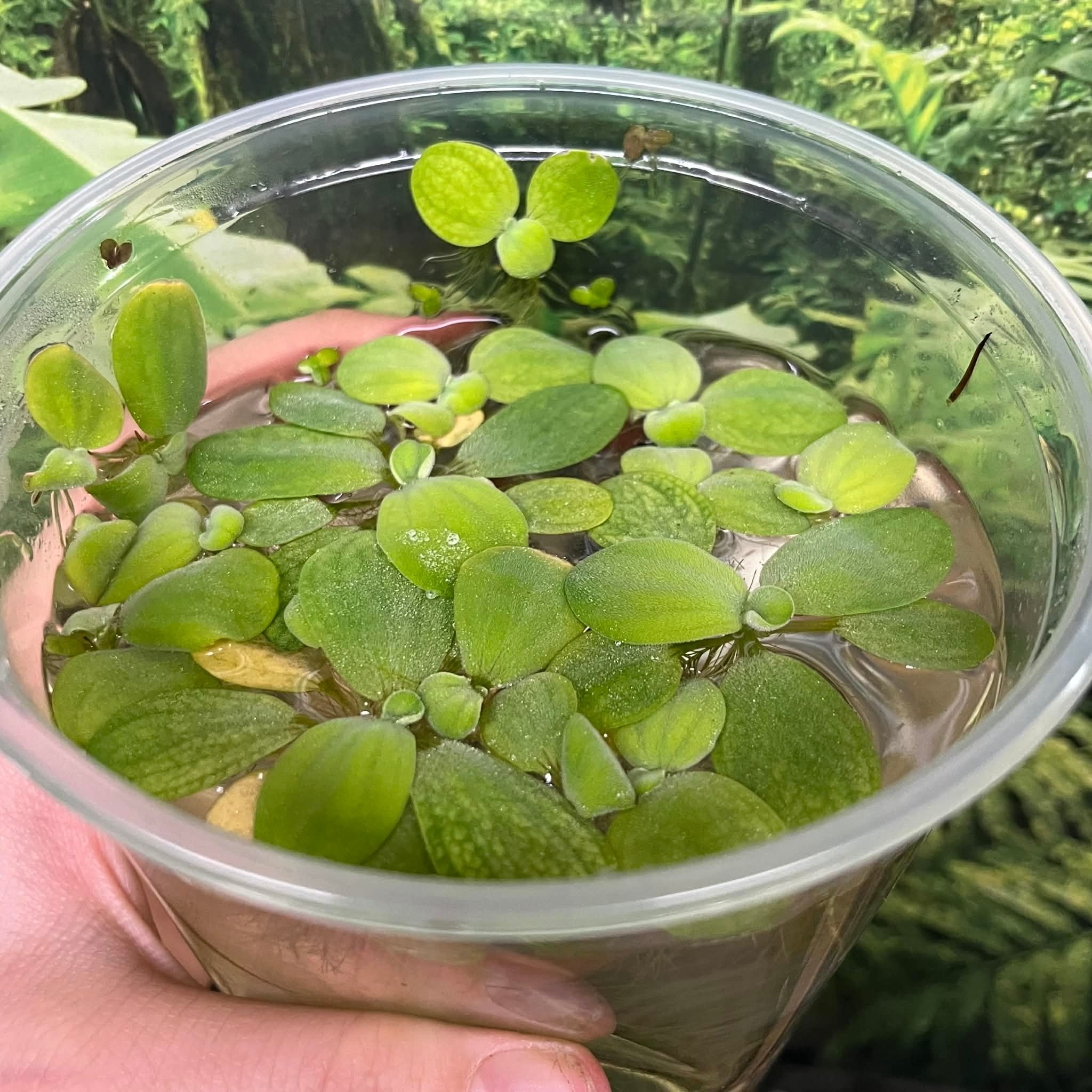 Magazoo Floating Plant - Water Lettuce