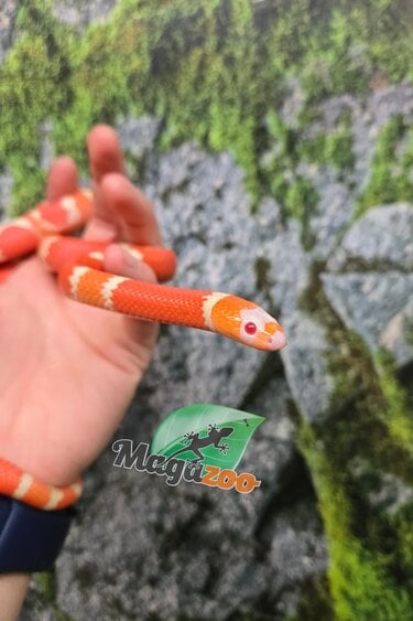 Magazoo Albino Tangerine Female Tricolor Honduran Milk Snake 08-08-25