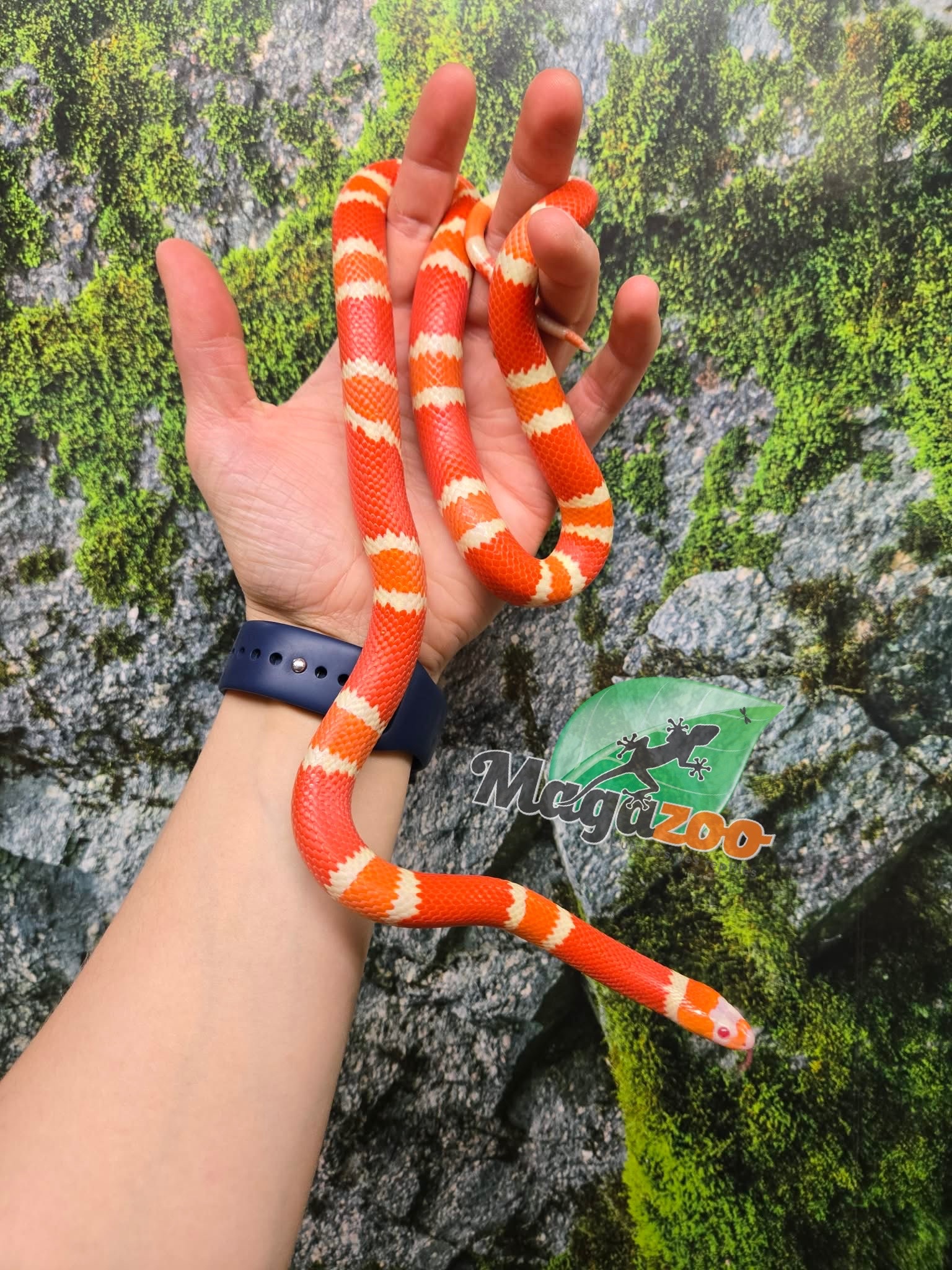 Magazoo Serpent laitier Honduras albino tangerine femelle 08-08-25