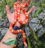 Magazoo Serpent laitier Honduras albino tangerine femelle 08-08-25
