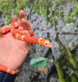 Magazoo Serpent laitier Honduras albino tangerine femelle 08-08-25