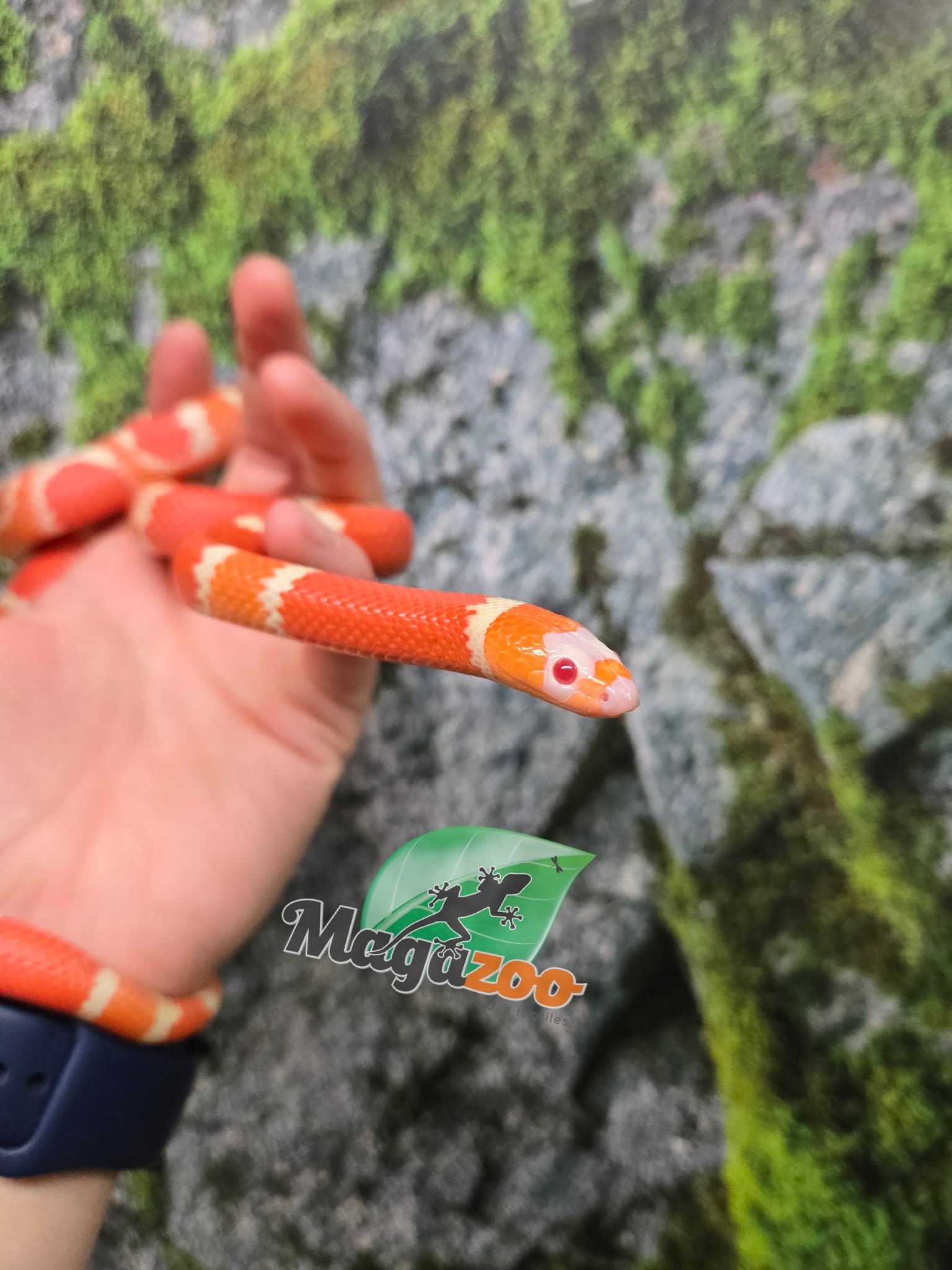 Magazoo Albino Tangerine Female Tricolor Honduran Milk Snake 08-08-25
