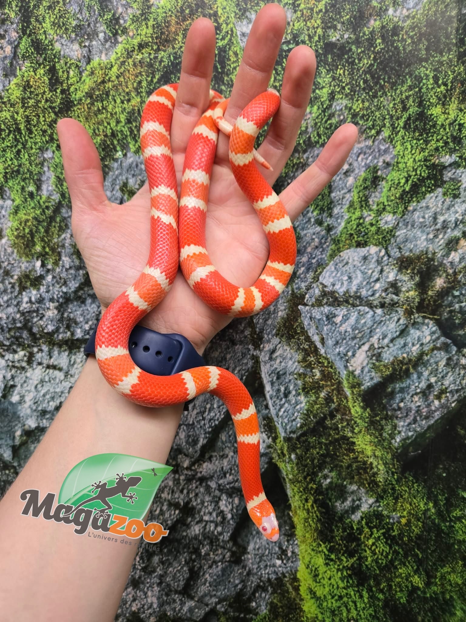 Magazoo Albino Tangerine Female Tricolor Honduran Milk Snake 08-08-25