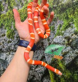 Magazoo Albino Tangerine Female Tricolor Honduran Milk Snake 08-08-25