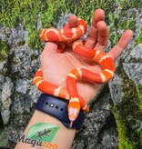 Magazoo Serpent laitier Honduras albino tangerine femelle 08-08-25