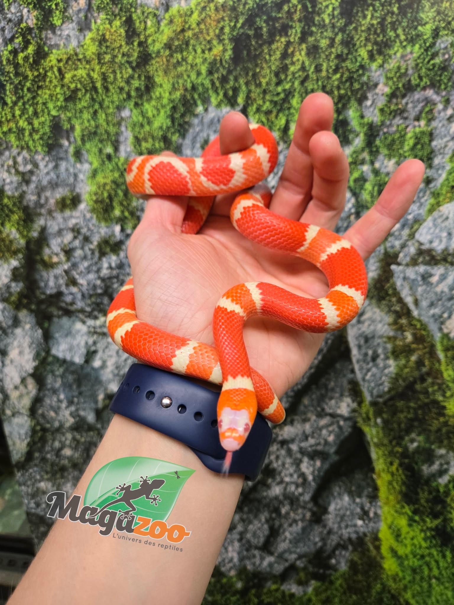 Magazoo Albino Tangerine Female Tricolor Honduran Milk Snake 08-08-25