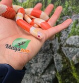 Magazoo Male Albino Tricolor Honduran Milk Snake 08-08-25