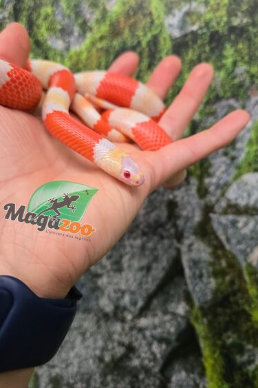 Magazoo Serpent laitier Honduras albino tricolor Mâle 08-08-25