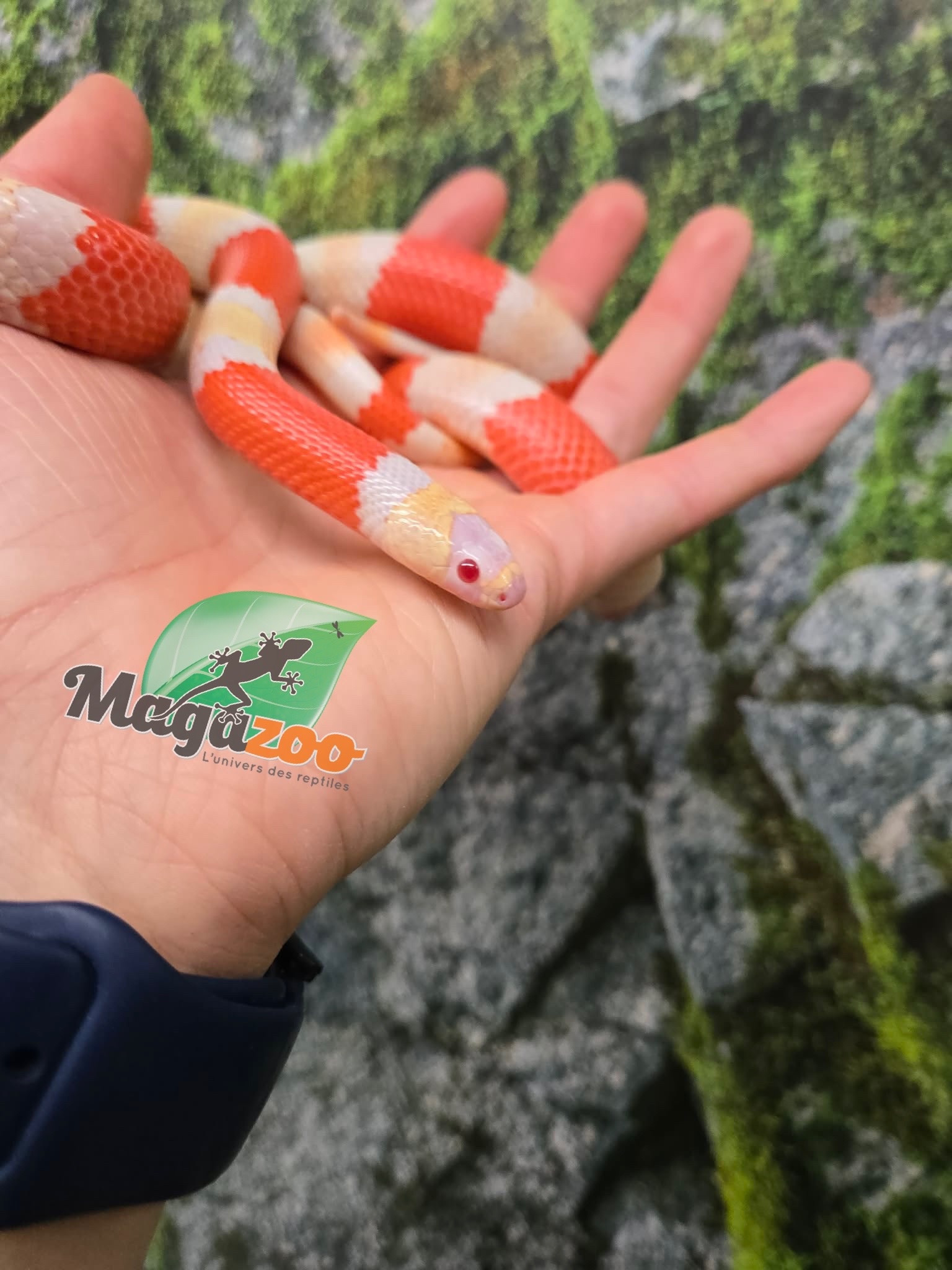 Magazoo Serpent laitier Honduras albino tricolor Mâle 08-08-25