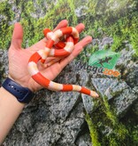 Magazoo Male Albino Tricolor Honduran Milk Snake 08-08-25