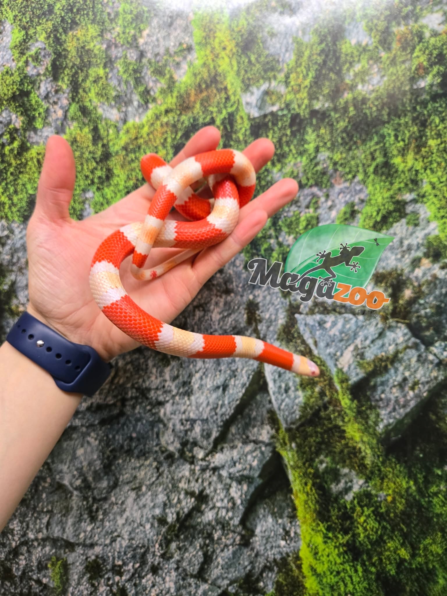 Magazoo Male Albino Tricolor Honduran Milk Snake 08-08-25