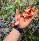 Magazoo Male Albino Tricolor Honduran Milk Snake 08-08-25
