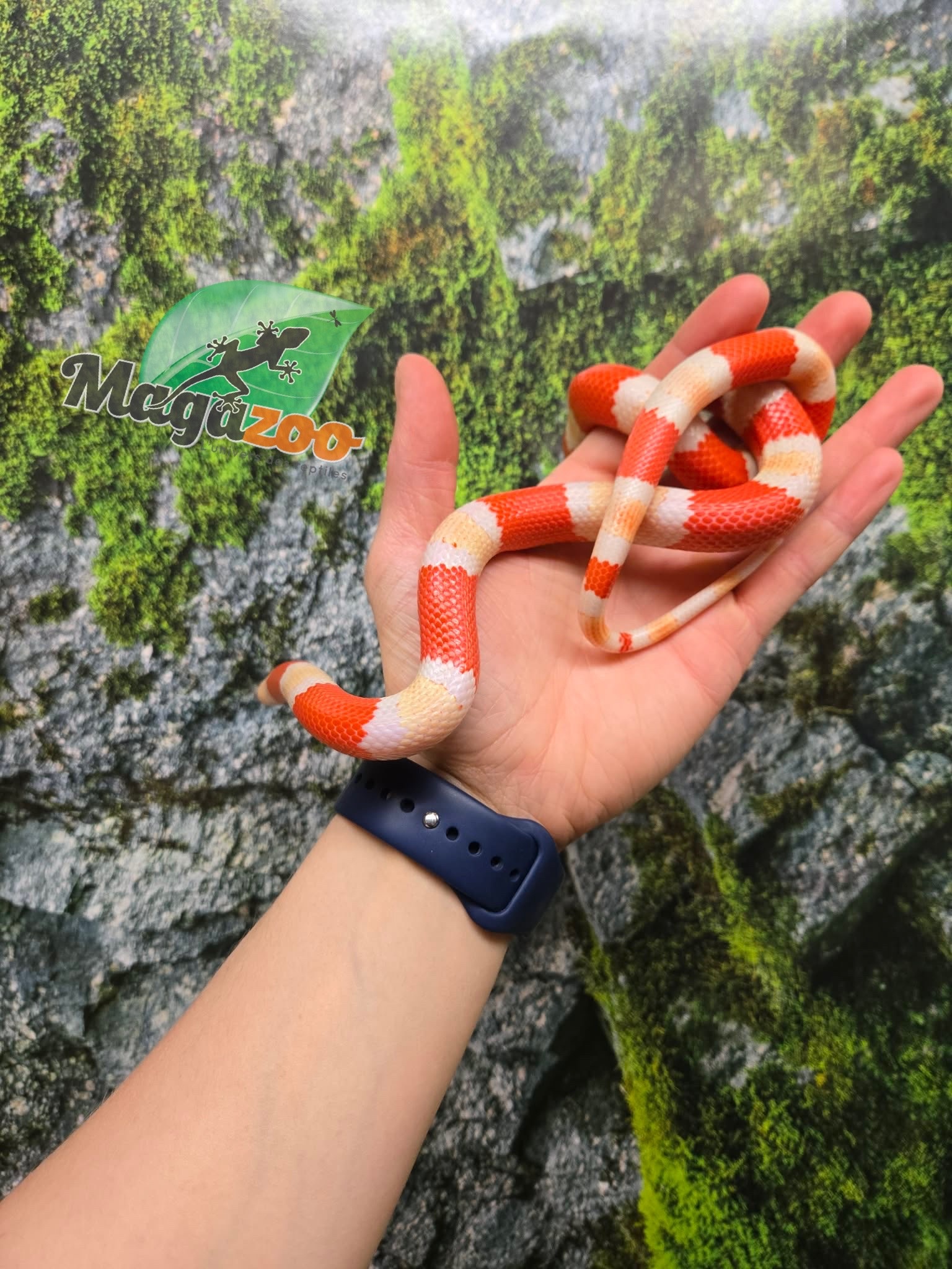 Magazoo Male Albino Tricolor Honduran Milk Snake 08-08-25