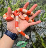 Magazoo Male Albino Tricolor Honduran Milk Snake 08-08-25