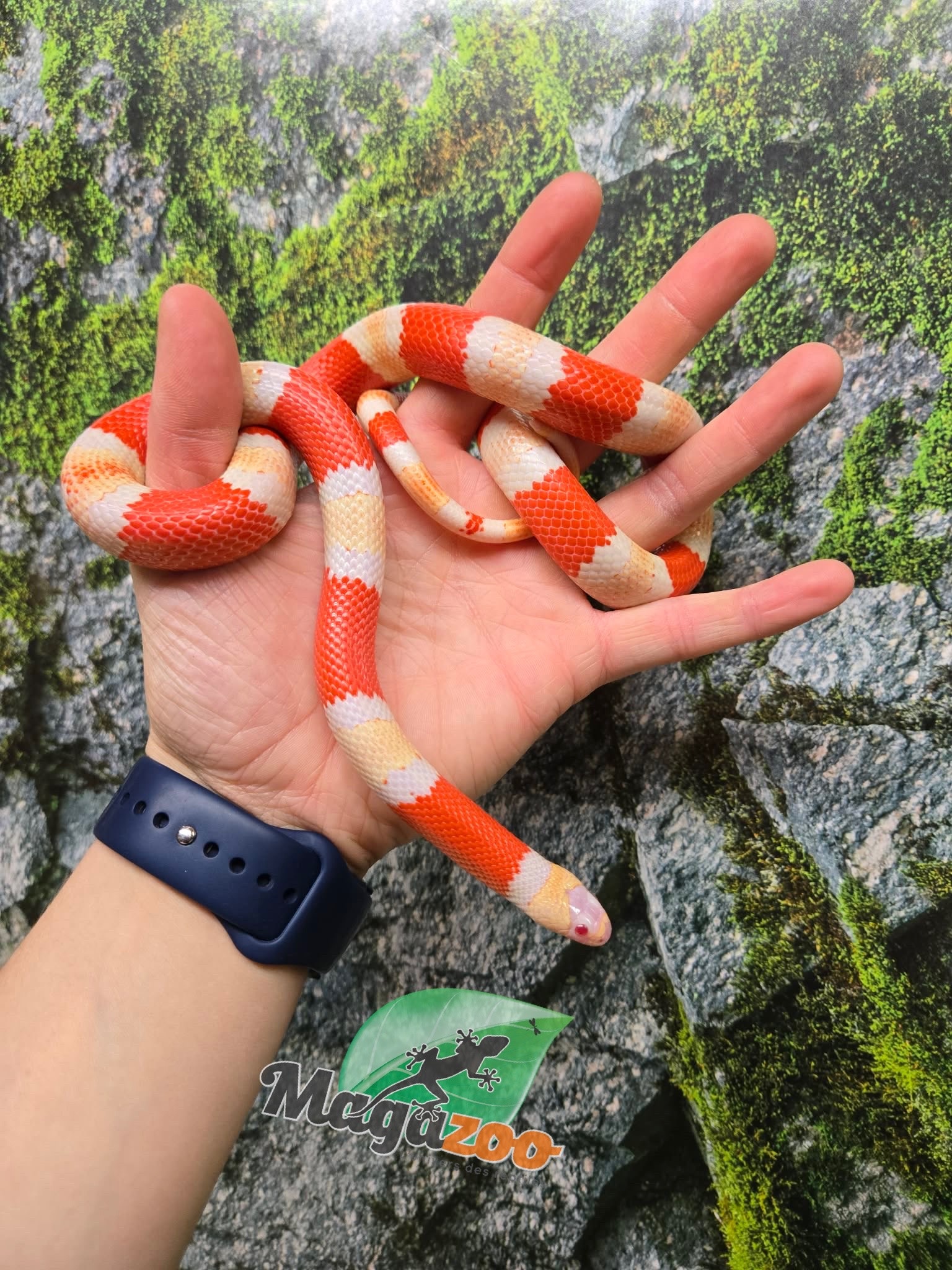 Magazoo Serpent laitier Honduras albino tricolor Mâle 08-08-25