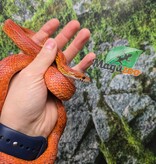 Magazoo Serpent des blés Tessera Bloodred femelle née 16 juillet 2024