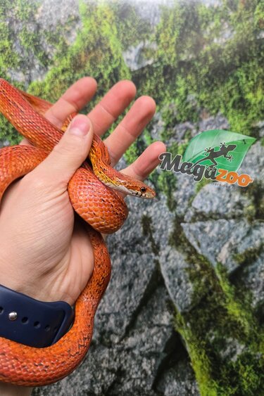 Magazoo Serpent des blés Tessera Bloodred femelle née 16 juillet 2024