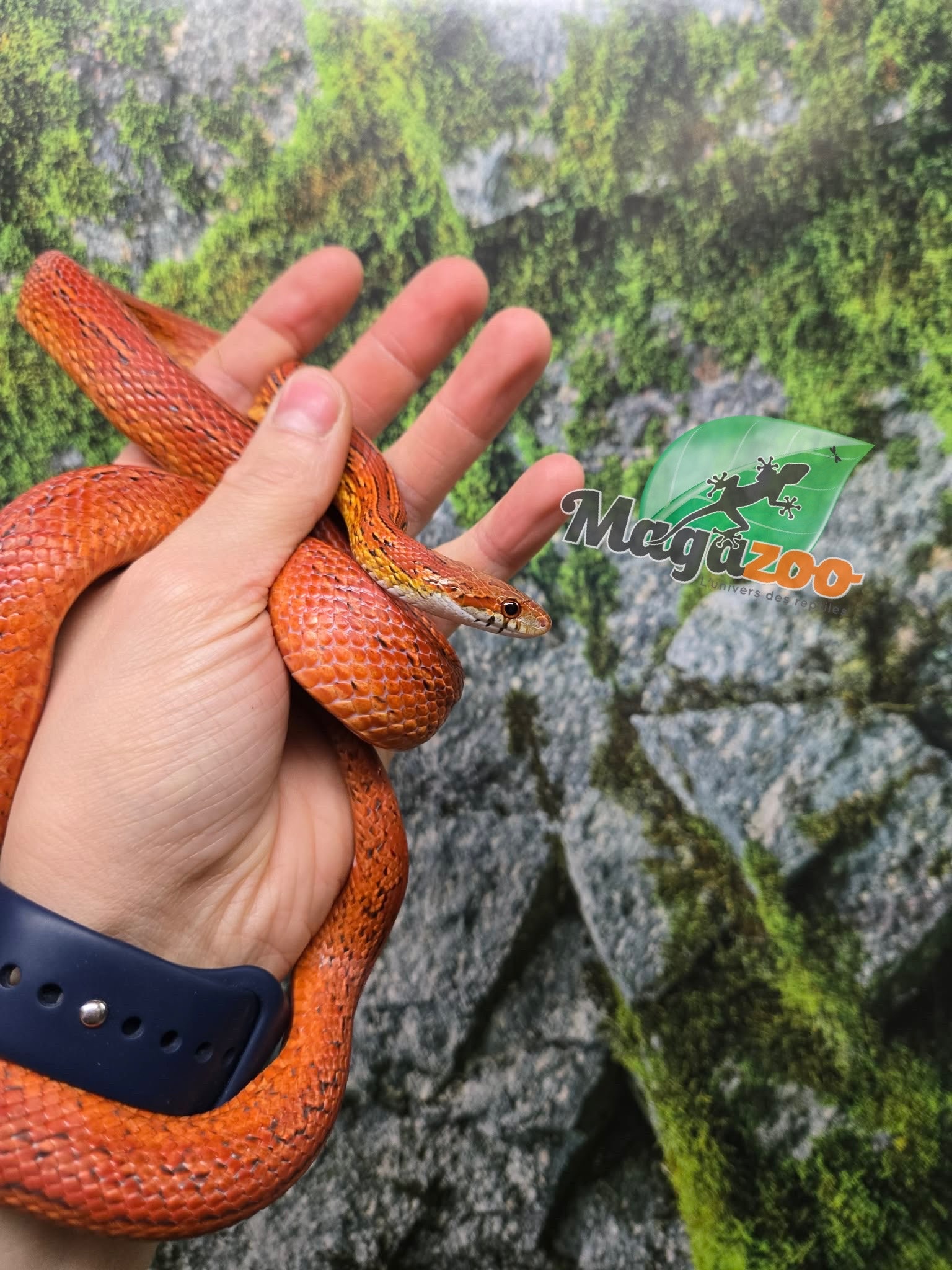 Magazoo Serpent des blés Tessera Bloodred femelle née 16 juillet 2024
