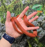 Magazoo Female Tessera Bloodred Corn snake Born July 16, 2024