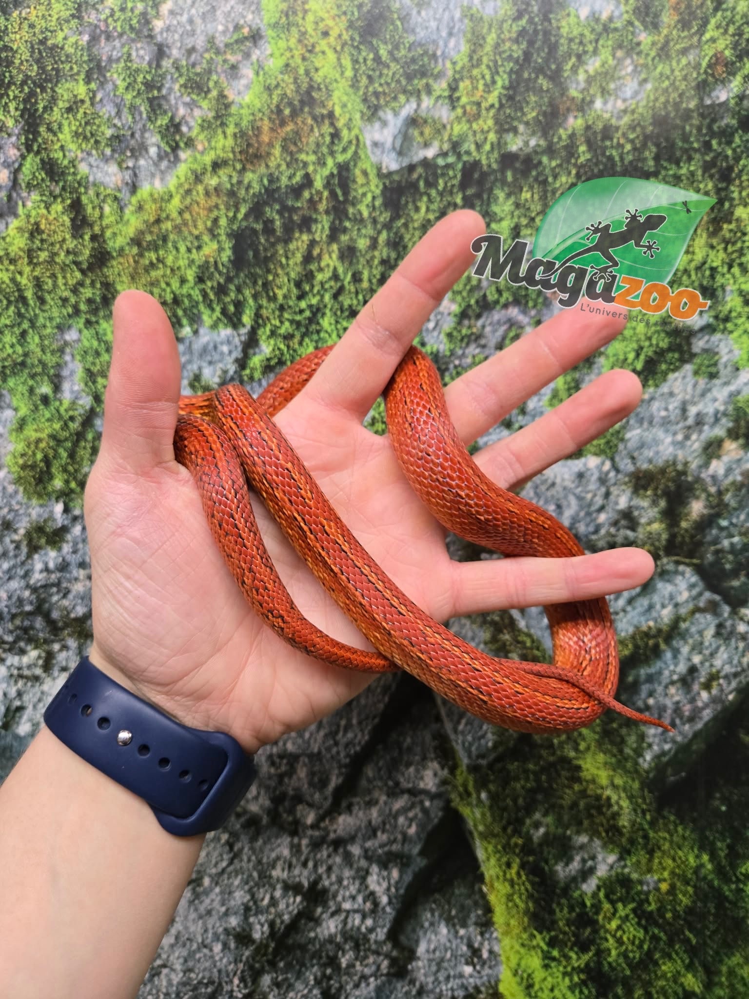 Magazoo Female Tessera Bloodred Corn snake Born July 16, 2024