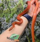 Magazoo Female Tessera Bloodred Corn snake Born July 16, 2024