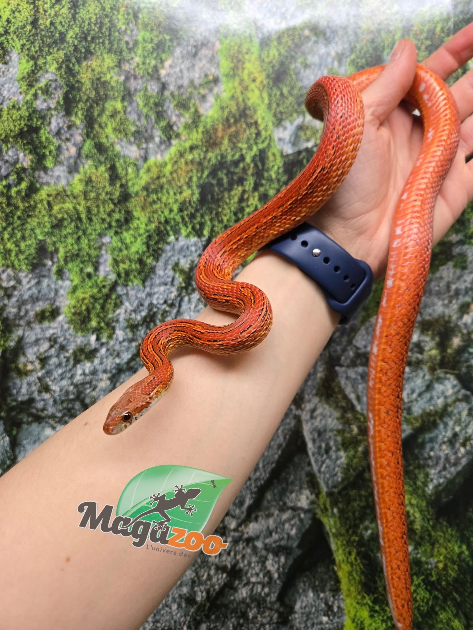 Magazoo Female Tessera Bloodred Corn snake Born July 16, 2024