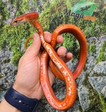 Magazoo Serpent des blés Tessera Bloodred Stripe femelle née 25 juillet 2024